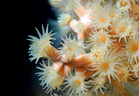  Zoanthids at San Miguel Island, CA 