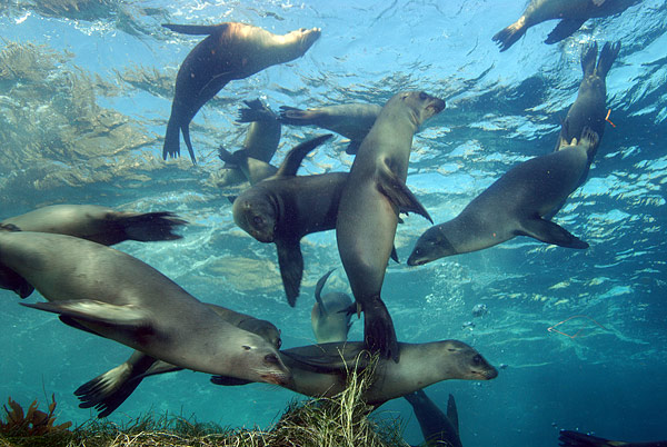 California Sea Lions