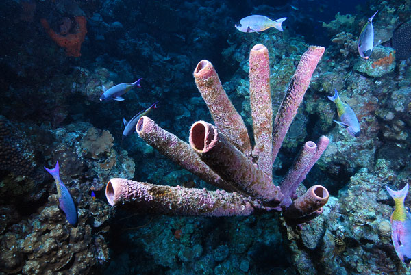  Reef at Bonaire 