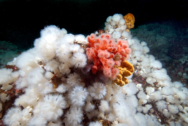 Reef at Browning Pass 