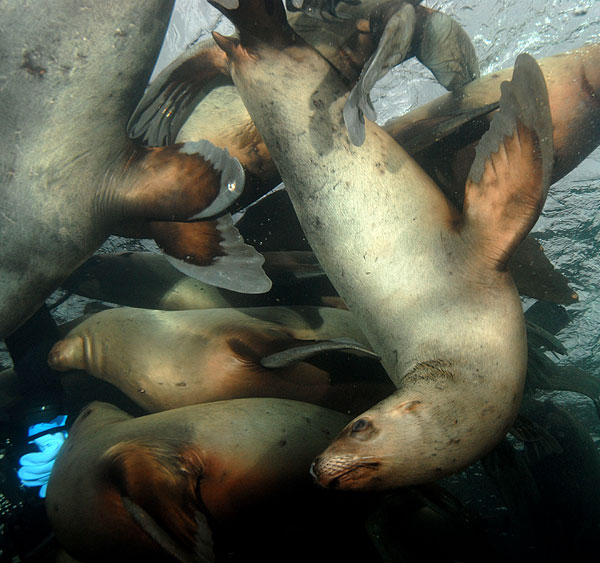  Stellar Sea Lions at Hornby Island BC 