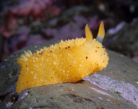  A collection of nudibranchs 