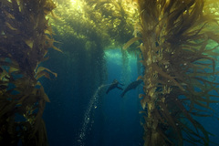 California, USA - an underwater photo gallery with the Aquatica D200 housing with Ikelite strobes, the Light & Motion Titan D100 underwater housing with Sea & Sea strobes, and the Light & Motion Tetra underwater camera housing for the C5000 with a Sea & Sea undwerwater strobe