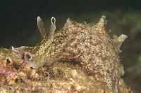California Sea Hare