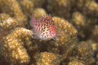 Hawkfish perching