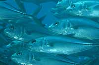 Big Eye Jacks