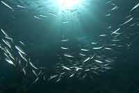  Sardines in sunbeams 