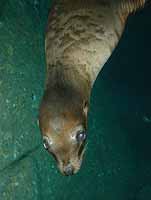 Sea lion upclose