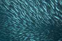 More fish than water