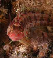 Island Kelpfish