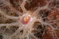 Feeding Sea Cucumber