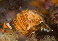 Grunt Sculpin