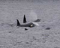 Orca spouting