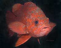 Vermillion Rockfish