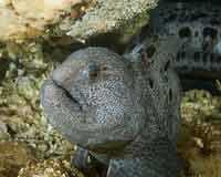 Juvenile Wolf Fish