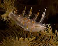 Dendronotus nudibranch