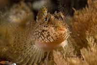 images of British Columbia, Canada, taken with the Aquatica underwater camera housing for the Nikon D200 with dual Inon Z240 strobes and a Nocturnal focus light