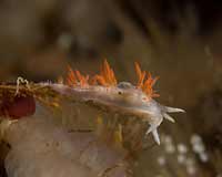 Flabellina trilineata