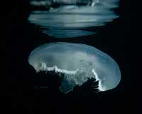 Moon Jelly