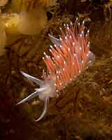 Flabellina verrucosa