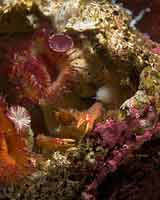 Barnacle shell party!