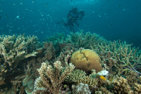 Videographer at GBR