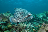Giant Potato Cod