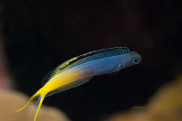 Shy tropical fish