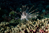 Red Lionfish <i>Pterois volitans</i>
