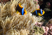 Orange-fin anemonefish