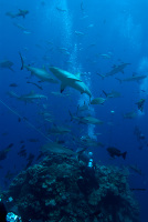 Shark attraction