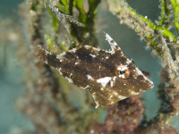 Filefish hiding