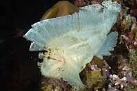 Papua New Guinea images taken with the Aquatica D200 underwater camera housing and dual Ikelite strobes with a Nocturnal focus light