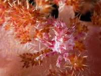 Soft coral crab