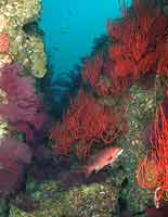 Anacapa Island reef