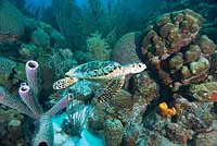 Bonaire, Netherlands Antilles images taken with the Aquatica underwater housing for the D200 with dual Inon Z240 strobes and dual Sea & Sea strobes