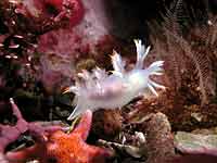 Dendronotus albus