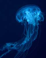 Large Jelly
