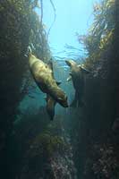 Juvenile Sea Lions
