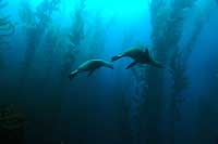 California Sea Lions