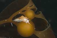 Flabellina trilinata on kelp
